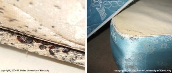 bed bugs on mattresses