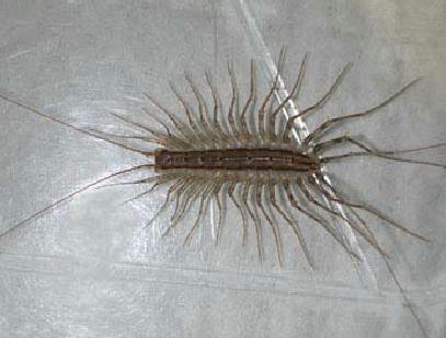 house centipede dangerous