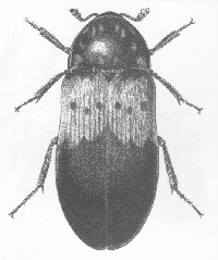 Adult Larder Beetle