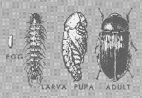 Larder Beetle Life Cycle