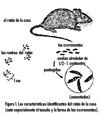 Control De Los Ratones Entomology