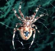 Spiders In Kentucky Chart