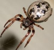 Brown spider with round body and dark bron spots Urban Spider Chart Entomology