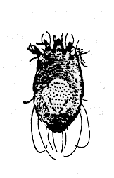 Parasitic Mites Of Humans Entomology