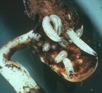 Seed Corn Maggot