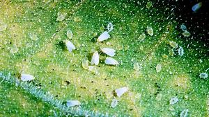 Whiteflies in Gardens | Entomology