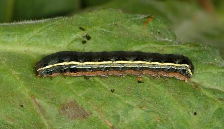 Yellowstriped Armyworm | Entomology