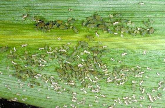 aphids