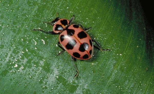 pink lady beetle pink lady beetle