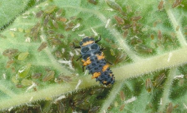 ladybird beetle feeding