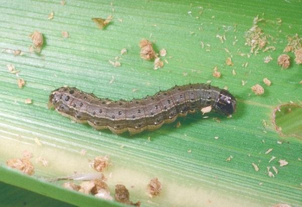 armyworm larva