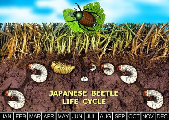 japanese-beetles-in-the-urban-landscape-entomology