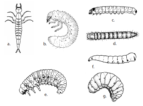 insect larvae types