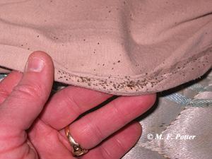 Bed bugs should always be considered a possibility in mystery bite investigations Bed bugs should always be considered a possibility in mystery bite investigations