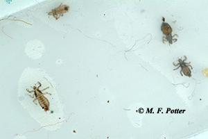 Lice cause itching and irritation but are easy to diagnose. Lice cause itching and irritation but are easy to diagnose.