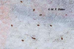 Mites infesting birds and other animals sometimes also bite people. Mites infesting birds and other animals sometimes also bite people.