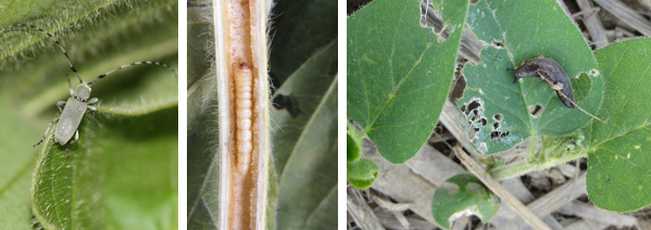 soybean pests