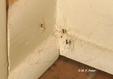 The cellar spider  and wolf spider  are common in buildings. Both are harmless.  