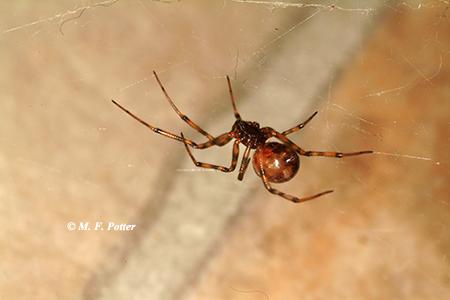 The common house spider is related to the black widow but is harmless.