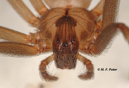 Brown recluse spiders have a fiddle-shaped marking and three pairs of eyes, arranged in a semi-circle. 