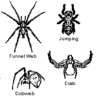 Arañas comunes