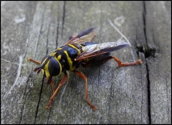 Example of the syrphid fly Meromacrus acutus found in eastern United States that mimics a yellow jacket wasp’s coloration