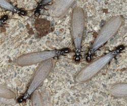 termite control: answers for homeowners entomology