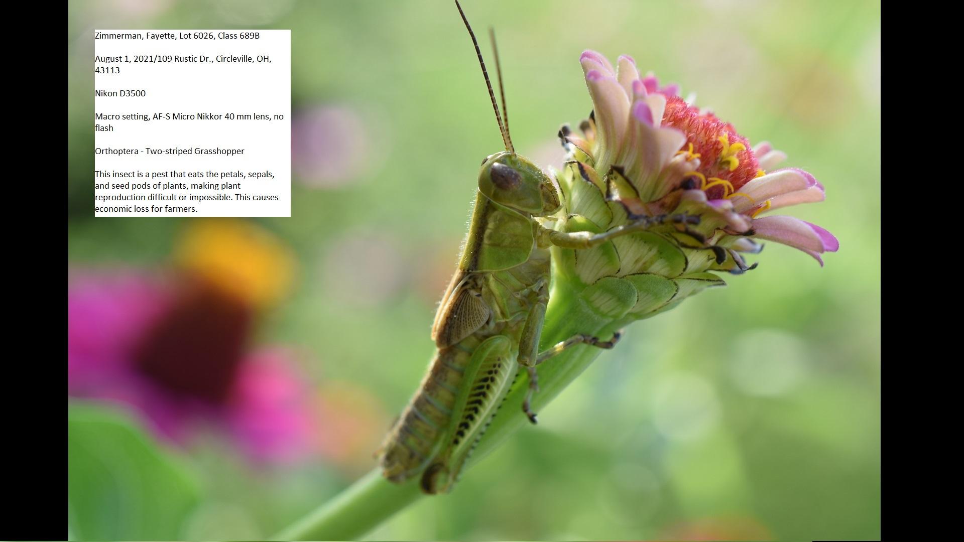 Zimmerman - Grasshopper image