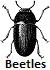  Beetle Pests of Landscape Plants
