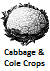 Cabbage/Cole Pests