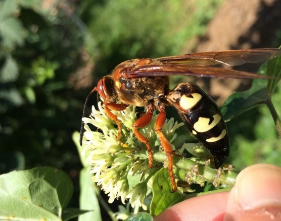 cicada killer