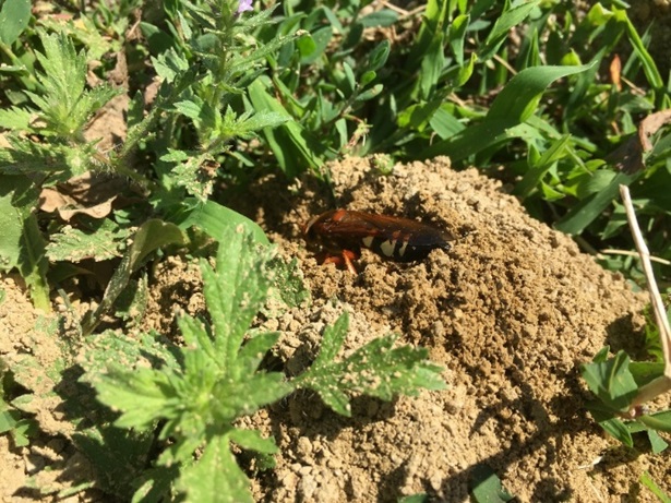 cicada killer burrow
