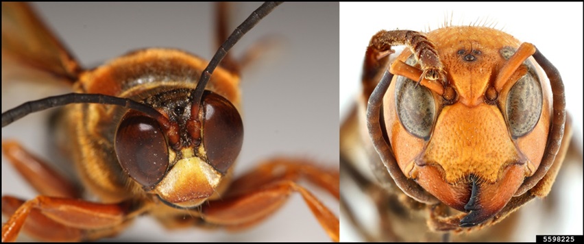 cicada killer vs asian giant hornet