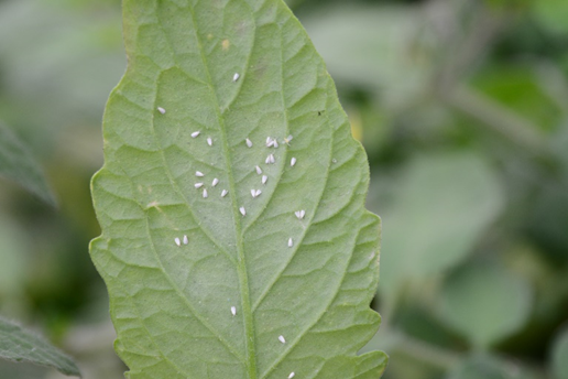 Whiteflies on a tomato leaf in a high tunnel