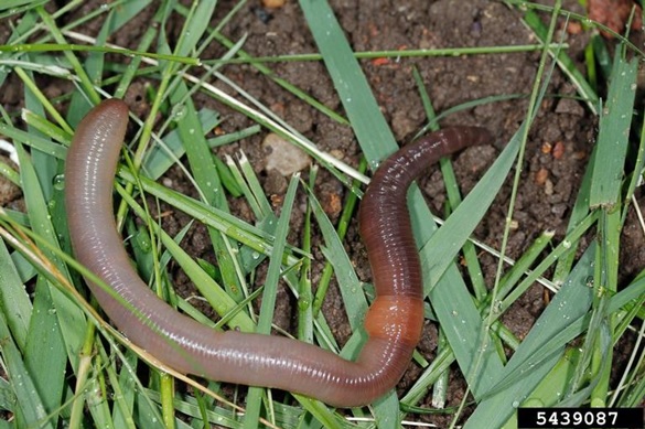 earthworm