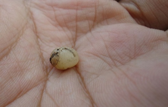 earthworm eggcase