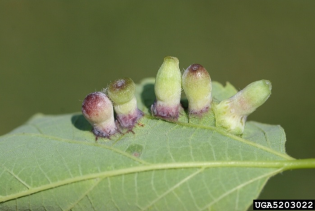 Hackberry Nipplegall