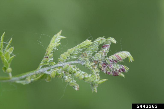 Honeylocust Pod Gall Midge