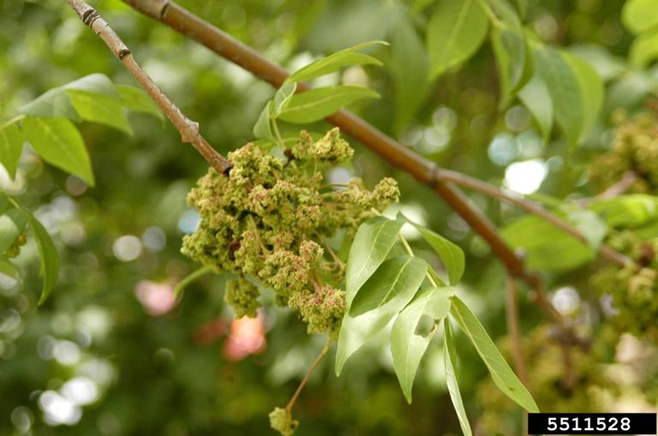 Apple Flower Gall