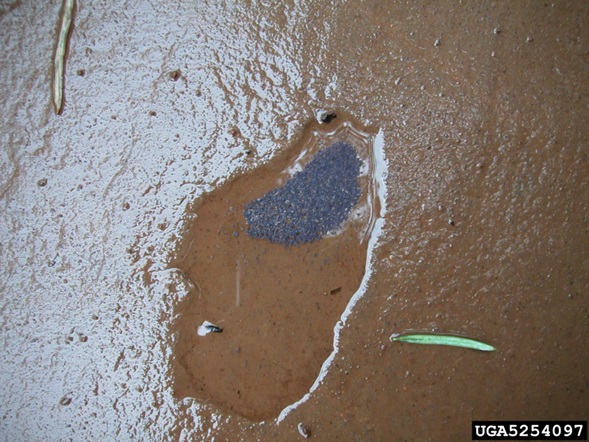 aggregation of springtails in a puddle 
