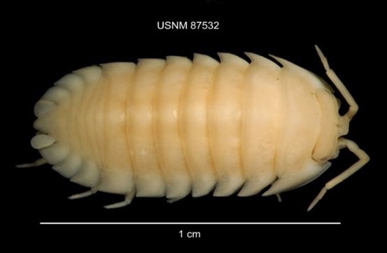 Armadillidium nasatum a type of pillbug