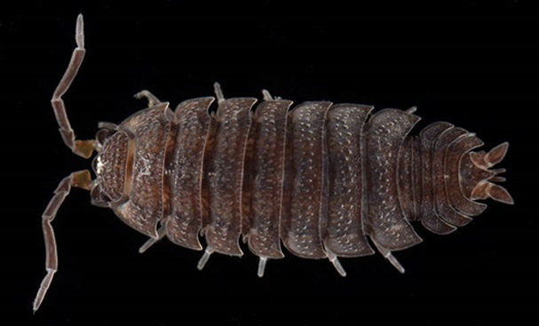 Porcellio scaber a type of sowbug