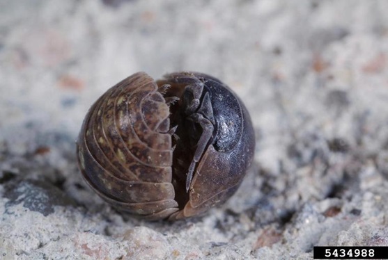 A pillbug rolled into a defensive position