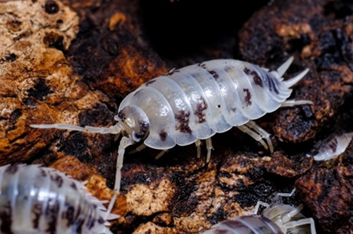 A dairy cow isopod, a tropical species sold as a pet.