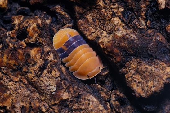 Cubaris amber ducky, another possible isopod species that could be purchased as a pet