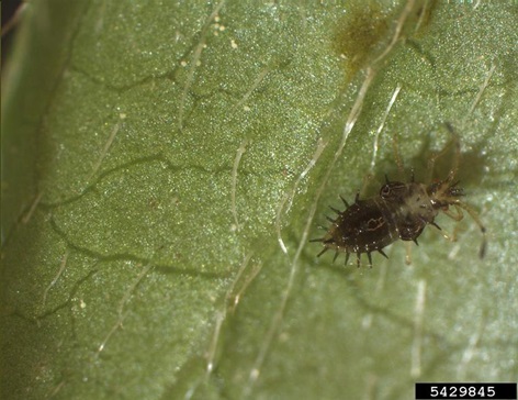 azalea lace bug nymph