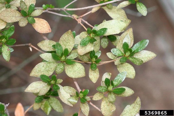 azalea bug damage