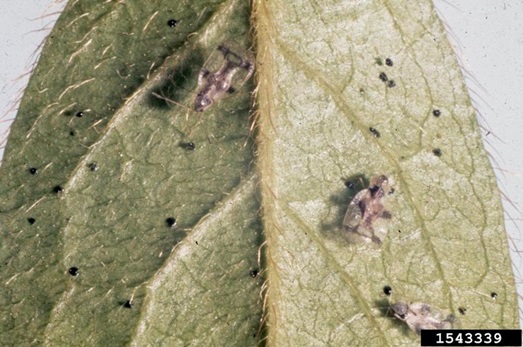 azalea bug droppings