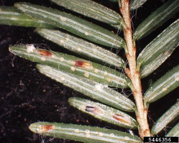male and female scales