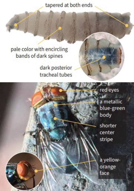 NWS Fly: maggot and adult